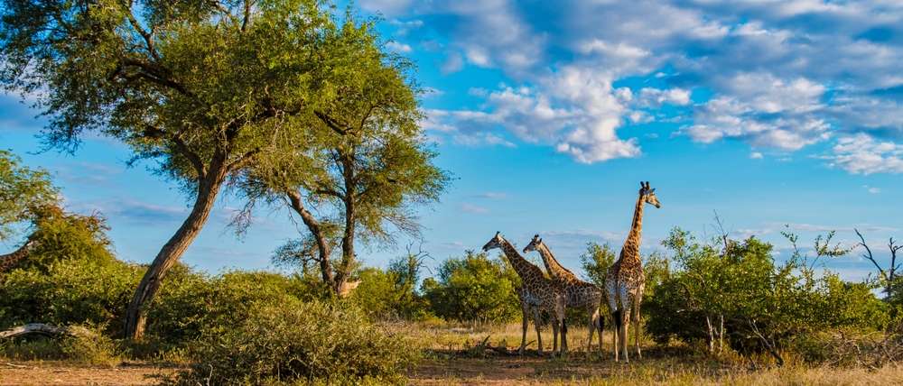 Mato do parque nacional Kruger, África do Sul.