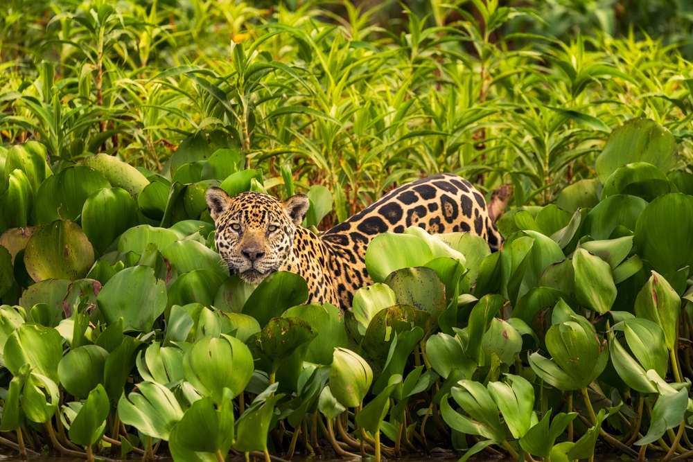 Onça Pintada repousando no leito do Rio Pantanal.