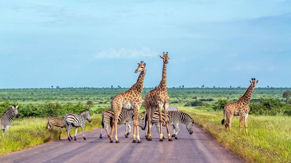 Zebra e girafa e planícies no Parque Nacional Kruger, África do Sul.