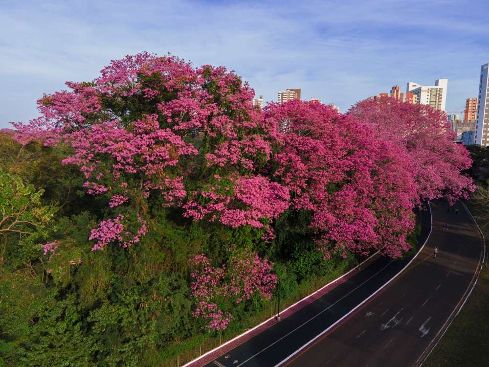 A cidade de Maringá tem milhares de árvores de Ipê plantadas que florescem durante todas as estações do ano.