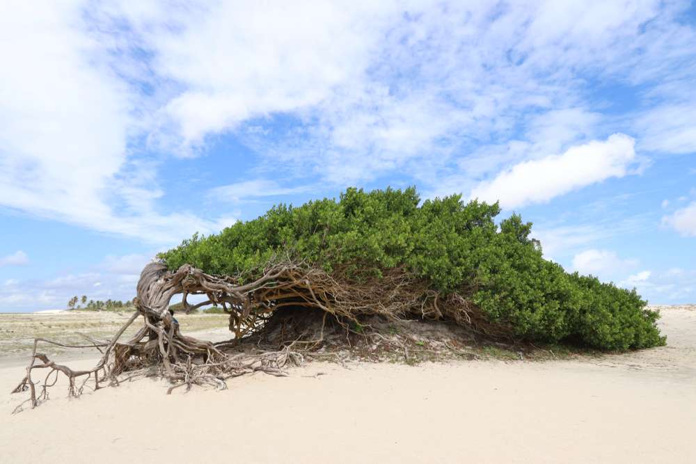 Árvore de preguiça em Jericoacoara.